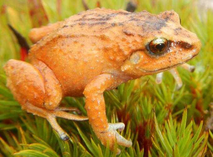 orange frog