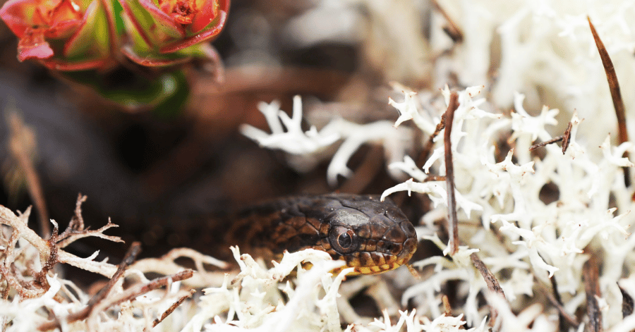 borwn snake with yellow eyes peering out of white lichen