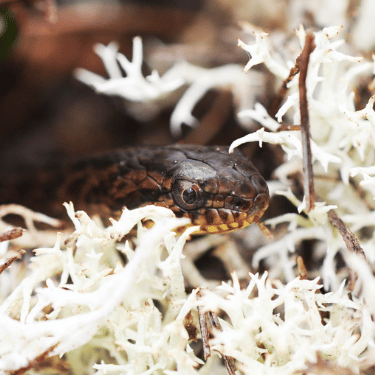 brown snake peering through white lichen
