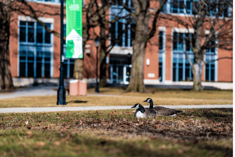 Geese on the quad of Illinois Wesleyan